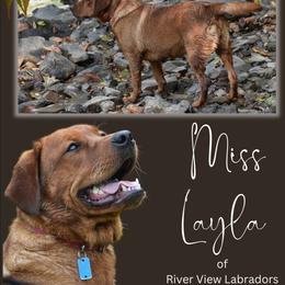Labrador Retriever puppies from River View Labradors