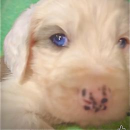 CEDAR - Merle male Sheepadoodle puppy in Buffalo, Minnesota from Fur-ever Doodles