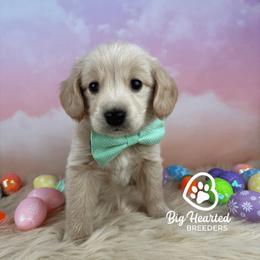 Monaco - Cream male Companion Cross puppy in Utah County, Utah from Big Hearted Breeders