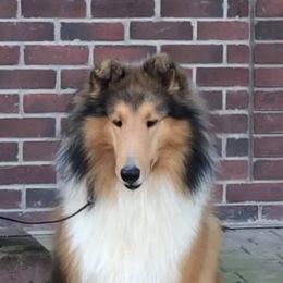 Collies and Shetland Sheepdogs from Rohde Collies & Shetland Sheepdogs