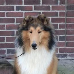 Collies and Shetland Sheepdogs from Rohde Collies & Shetland Sheepdogs