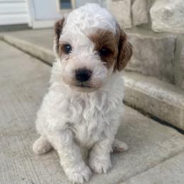 Little White Male - Blenheim male Cavapoo puppy in Auburn, Indiana from Family Raised Mini Cavapoos