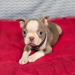 Muffin - Lilac female Boston Terrier puppy in Millers Creek, North Carolina from Tumbling Shoals Hilltop Bostons