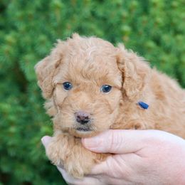 Beech (navy collar) - Apricot male Schnoodle puppy in Mouth Of Wilson, Virginia from HoneyBunn Doodle Co.