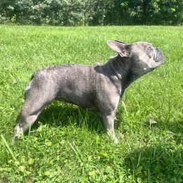 Eris - French Bulldog