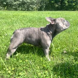 Eris - French Bulldog