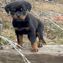 Boy 2 - Black and mahogany male Rottweiler puppy in Smyrna, Georgia from HYIQ