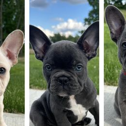 French Bulldogs from Edge of Eden Kennels