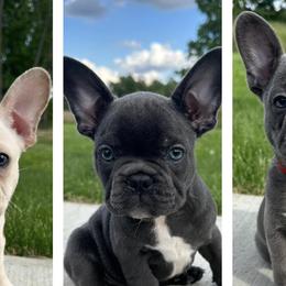 French Bulldogs from Edge of Eden Kennels