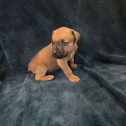 Grizz - Red male Cane Corso puppy in Delta Junction, Alaska from Last Frontier Cane Corsos
