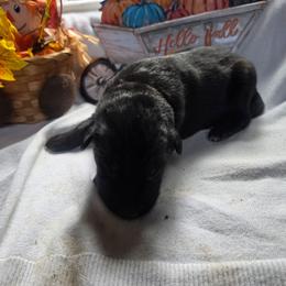 Black Collar Male - Black and cream male German Shepherd puppy in Cadet, Missouri from Working Valley Shepherds