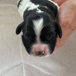 Hazel - Black and white female English Springer Spaniel puppy in Fruita, Colorado from Maggie Mae’s Springer Spaniel Spot