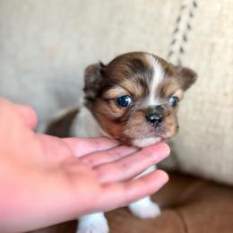 Milo -5250 - Merle male Chihuahua puppy in Beaumont, Texas from Down south pups