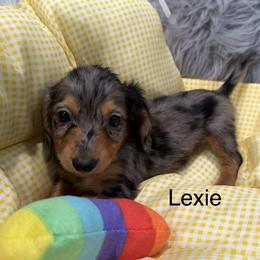 Lexie - Dapple female Dachshund puppy in Cabool, Missouri from Dachshund's of Country Magic Farms in Missouri