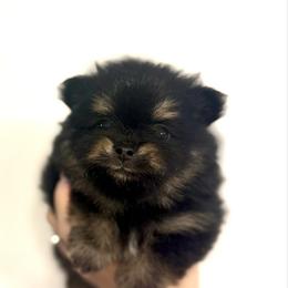 Rocky - Tri-colored male Pomeranian puppy in Lillington, North Carolina from Dignified Poms