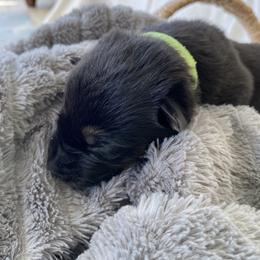 German Shepherd Puppies from Faithful Heart German Shepherds