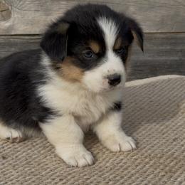 American Corgi and Pembroke Welsh Corgi Puppies from Wild West Corgis