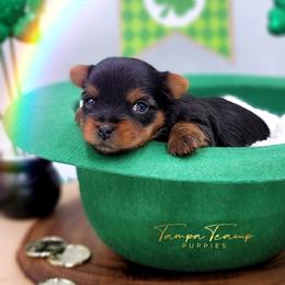 Maltese and Yorkshire Terrier Puppies from Tampa Teacup Puppies