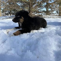 Miniature Australian Shepherd Puppies from Broken T Australian Shepherds