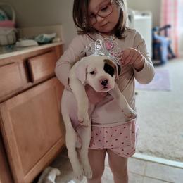 American Bulldog Puppies from Valor American Bulldogs
