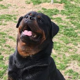 Rottweilers from Vom Haus Tim-Mo Rottweiler Kennel