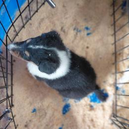 White River - Black white and tan male Collie puppy in St Stephens, Wyoming from Desert Kennels
