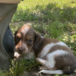 Dachshund Puppies from Monroe’s Hillcrest Dachshunds