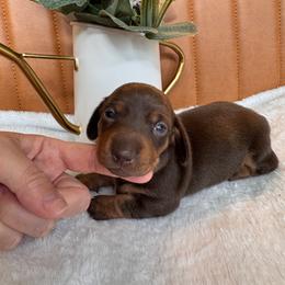 Mocha - Chocolate and tan female Dachshund puppy in Jacksonville, Florida from Florida Dippin’ Dachshunds & Aussiedoodles