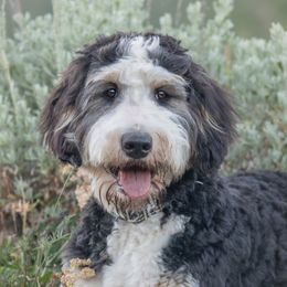 Luna - Bernedoodle