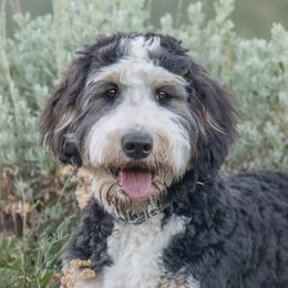 Luna - Bernedoodle