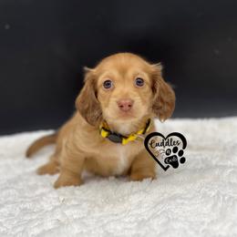 Rue - Cream female Dachshund puppy in Nashville, Arkansas from Cuddles n Curls