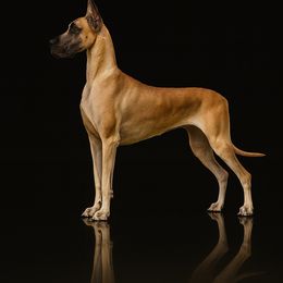 Salsa - Great Dane