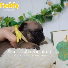 Teddy Altman - Fawn female French Bulldog puppy in Loxahatchee, Florida from Blue Wonder Frenchies
