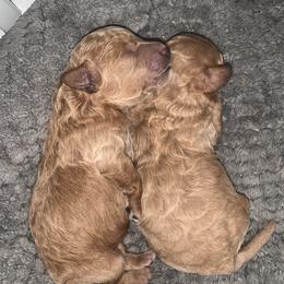 Cavapoo, Cockapoo, Goldendoodle, and Maltipoo Puppies from Perdue Puppies