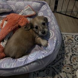 Spartacus - Cream male Dachshund puppy in Alabaster, Alabama from Doxies of Olympus