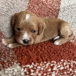 Oakley - Apricot male Cavapoo puppy in Gap, Pennsylvania from Coles Cavapoo’s