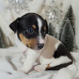 Prancer - White and black male Teddy Roosevelt Terrier puppy in Claremore, Oklahoma from Travelin' Man Terriers