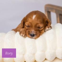 Rory - Apricot female Cavapoo puppy in Eagle Mtn, Utah from North Ranch Doodles