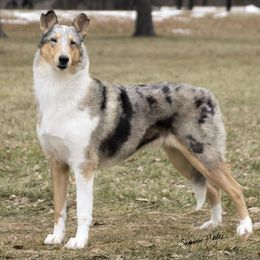 Collies from Jereco collies