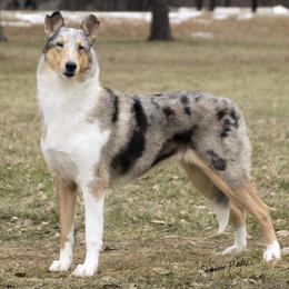 Collies from Jereco collies