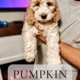 Pumpkin - Parti Goldendoodle puppy in Madison Heights, Virginia from Nottaway Doodles