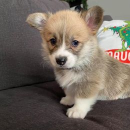 Pembroke Welsh Corgi Puppies from Columbine Corgis