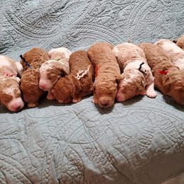 Goldendoodle and Poodle Puppies from Bass Creek Doodles