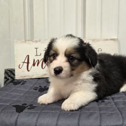 1 female - Black and tan female Pembroke Welsh Corgi puppy in Harrisburg, Illinois from Parish Corgis