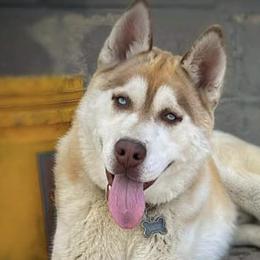 Siberian Huskies from Halthon's Siberian Huskies