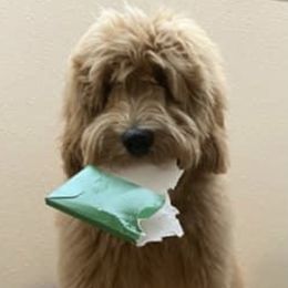 Goldendoodle Puppies from Melodies Daytona Doodles