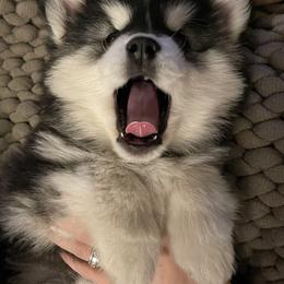 Siberian Husky Puppies from Addison Grove Huskies