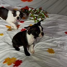 Suzy - Black and white female Boston Terrier puppy in London, Kentucky from Puppy Love