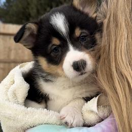 Beans - Black and tan male Pembroke Welsh Corgi puppy in Butte Meadows, California from Julia's Pembroke Welsh Corgis