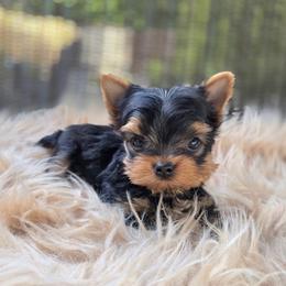 Kiki - Blue and gold female Yorkshire Terrier puppy in Battle Ground, Washington from Joyful Yorkies